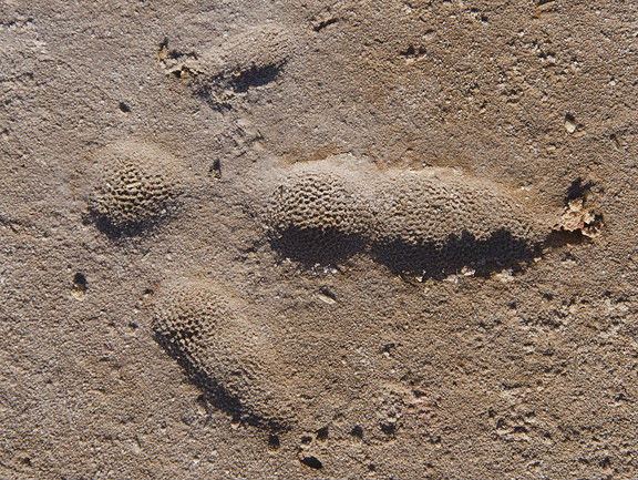 Emu (Dromaius novaehollandiae) footprint, Salt Lake, far western NSW 
