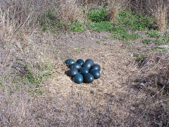 Emu (Dromaius novaehollandiae) nest with eggs, Budelah Nature Reserve