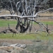 Emus (Dromaius novaehollandiae) at Dicks Dam, Toorale National Park 