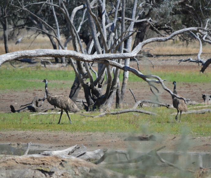 Emus (Dromaius novaehollandiae) at Dicks Dam, Toorale National Park 