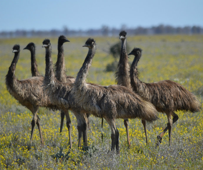 Licence to farm emus | NSW and