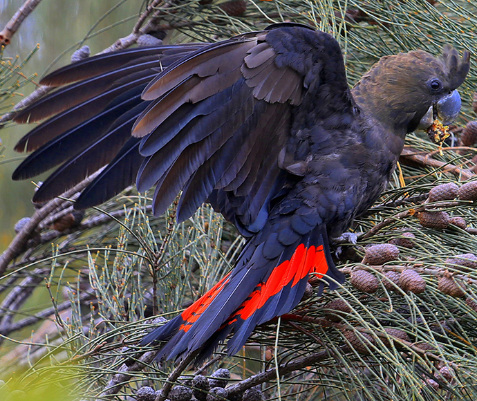 Glossy black cockatoo (Calyptorhynchus lathami)