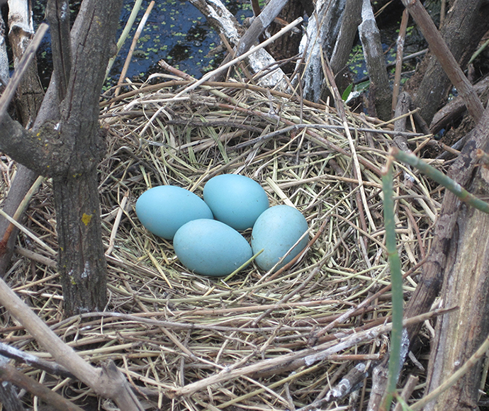 Glossy ibis (Plegadis falcinellus) blue eggs in nest Booligal wetlands Lachlan area