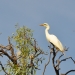 Great egret (Ardea alba) in a tree, Lowbidgee