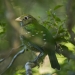 Green catbird (Ailuroedus crassirostris)