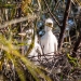 Intermediate egret chicks (Ardea intermedia) wait to be fed in the upper Gingham wetlands.