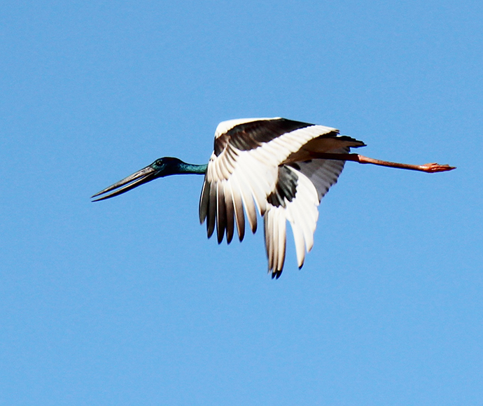 Black-necked Stork, also known as Jabiru, (Ephippiorhynchus-asiaticus) in flight over cotton farm near Ashley, NSW