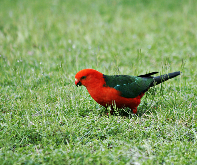 King Parrots Alisterus scapularis, male bird