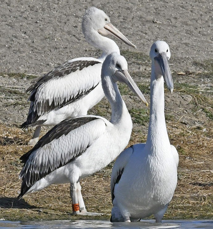 Pelican (Pelecanus conspicillatus) banding, Lake Brewster