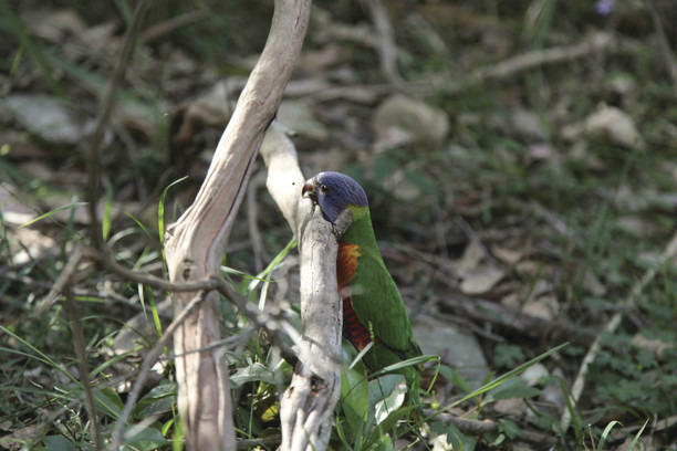 The danger of feeding lorikeets | NSW Environment and Heritage