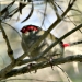 Red browed firetail (Neochmia temporalis) 
