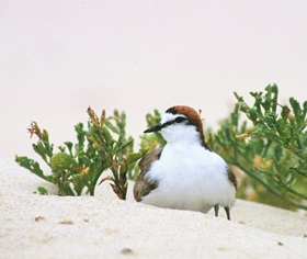 Red-capped plover (Charadrius ruficapillus) also known as red-capped dotterel, or sand lark, a shorebird
