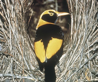 Male regent bowerbird (Sericulus chrysocephalus) in his bower