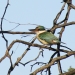 Sacred Kingfisher (Todiramphus sanctus), Gwydir Wetlands, Gingham Waterhole, on the property 'Munwonga'
