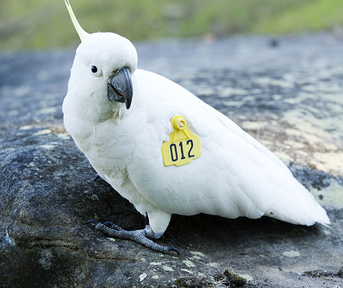 Sulphur-crested cockatoo (Cacatua galerita) tagged