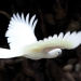 Sulphur-crested cockatoo (Cacatua galerita) in flight