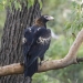 Wedge-tailed eagle (Aquila audax) adjacent to Joadja Nature Reserve