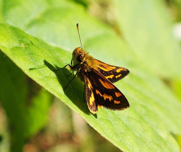 Black Grass-dart Butterfly (Ocybadistes knightorum)