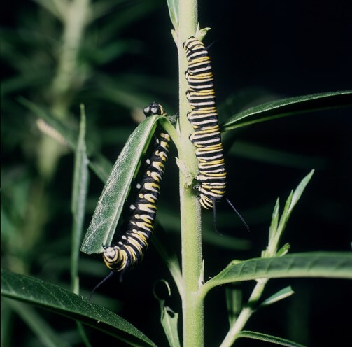 Caterpillar, monarch or wanderer butterfly (Danaus plexippus)