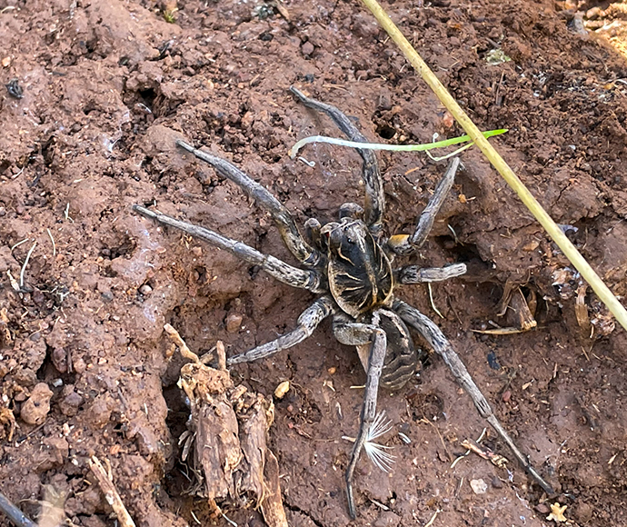 Garden wolf spiders (Tasmanicosa godeffroyi) are often found during surveys, sometimes with spiderlings on their backs.