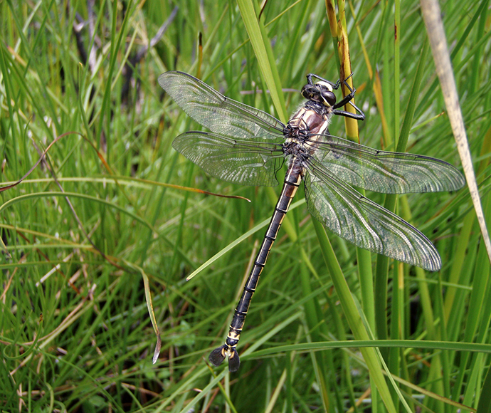 Male Petalura gigantea Giant dragonfly