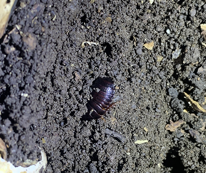 Lord Howe Island Wood-feeding cockroach (Panesthia lata) found under first rock checked