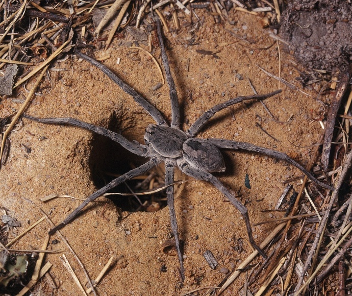Trap door Spider female Arbanitis species