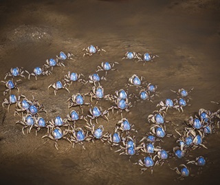 A group of light blue soldier crabs (Mictyris longicarpus) on sand.