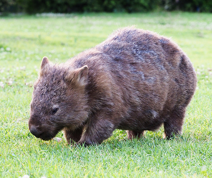 Bare-nosed wombat (Vombatus ursinus) 