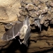 Eastern cave bats (Vespadelus troughtoni). 