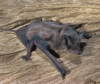 Eastern coastal free-tailed bat (Micronomus norfolkensis). 