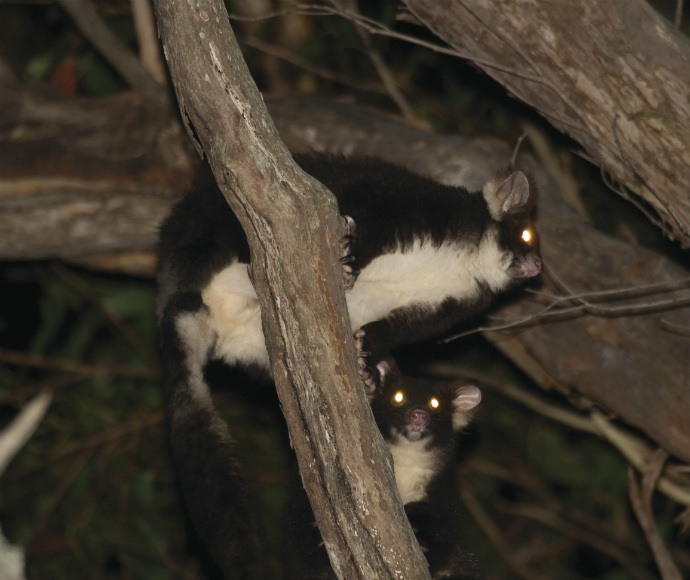 Greater gliders (Petauroides volans)