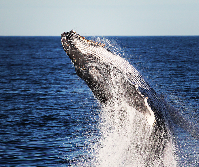 Humpback Whale Megaptera novaeangliae breaching