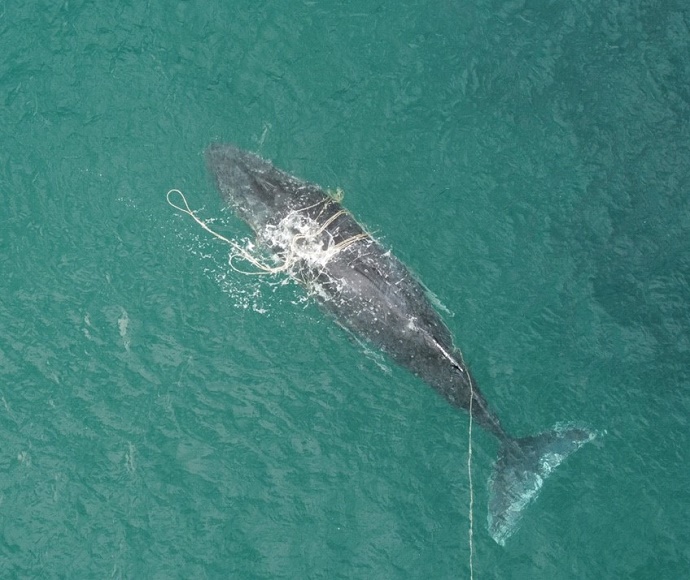 Aerial view of humpback whale (Megaptera novaeangliae) entangled in ropes