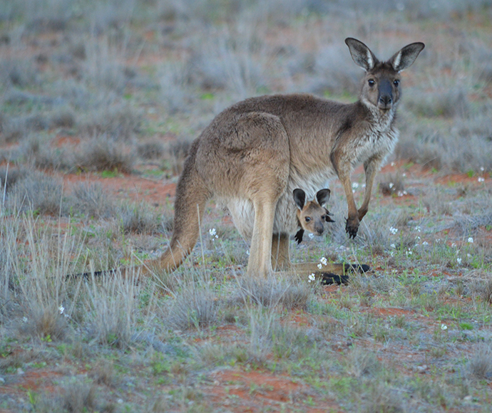 Kangaroo with joey, Gundabooka National Park
