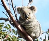 Koala (Phascolarctos cinereus), Heathcote National Park