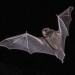 Large bent-winged bat.