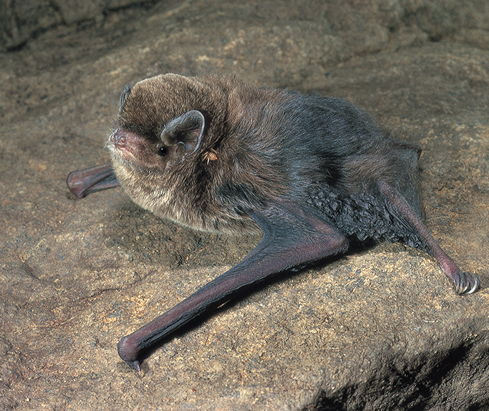 Little bentwing bat (Miniopterus australis) 