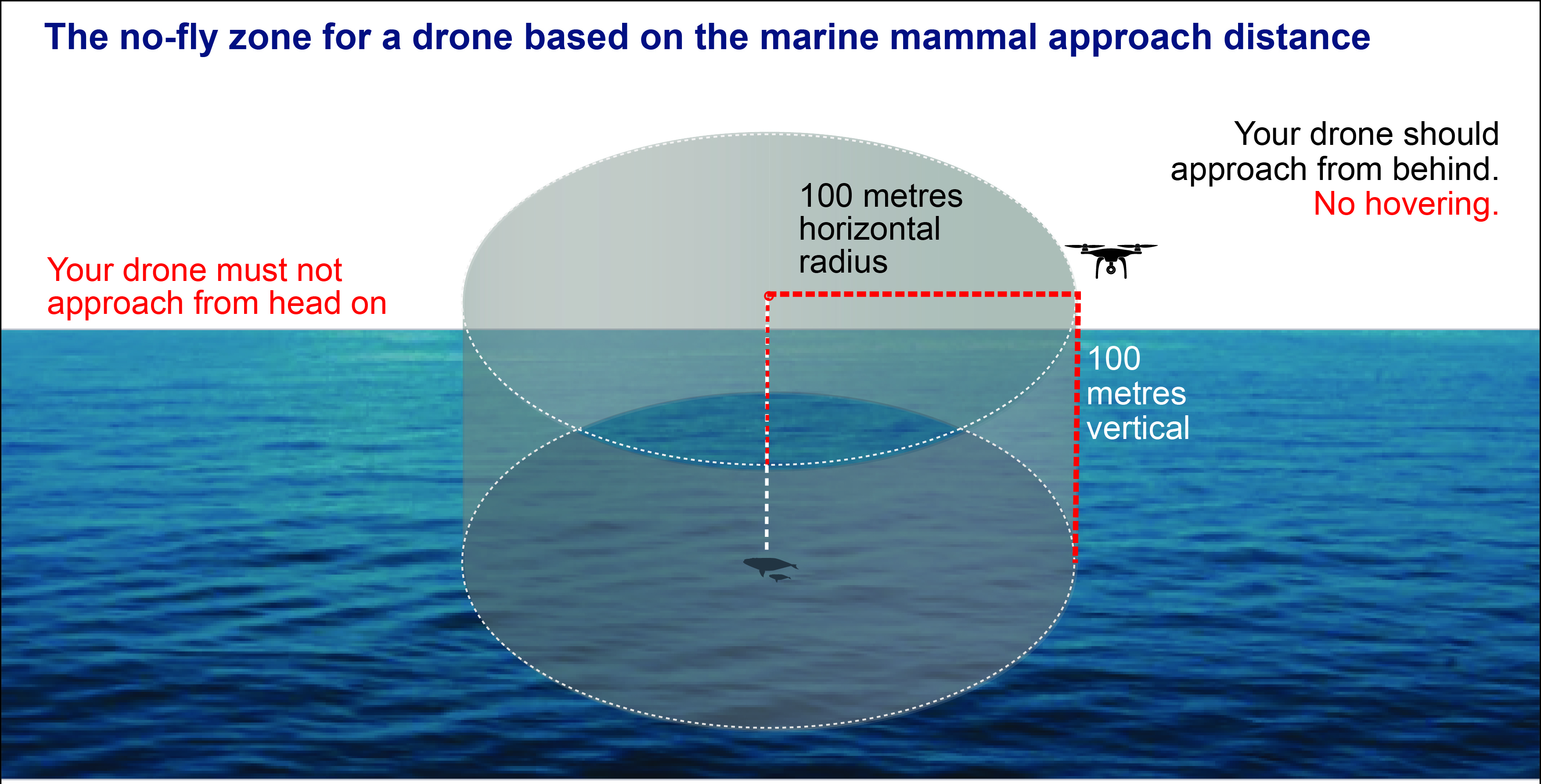 The no-fly zone for a done based on the marine mammal approach distance