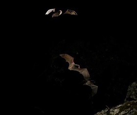 Large bent-winged bat (Miniopterus orianae oceanensis).