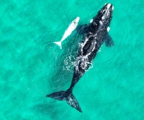 Mother-and-calf southern right whales (Eubalaena australis). Image taken from 100 metres with 7x optical zoom