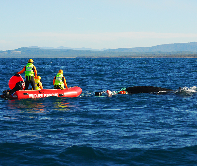 NPWS large whale disentanglement team freeing a humpback whale off Corindi