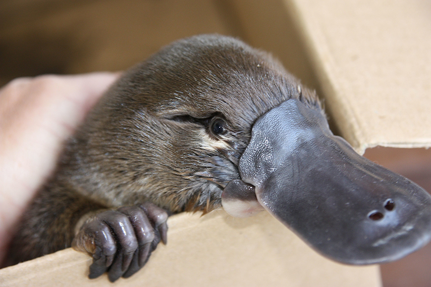 Platypus | NSW Environment and Heritage