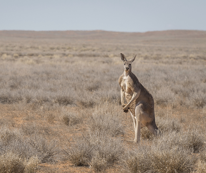 Release of the 2020 code of practice for the commercial kangaroo industry