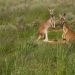 Red kangaroos (Macropus rufus) on watch while grazing