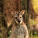Red-necked wallaby (Macropus rufogriseus), Newnes campground, Wollemi National Park