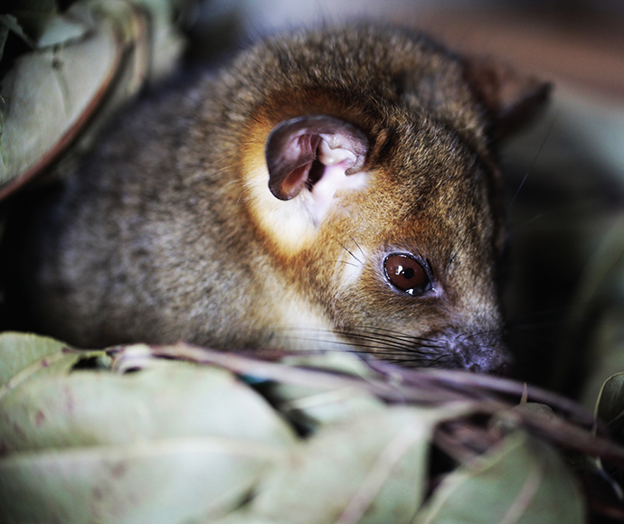 Common Ringtail possum in drey Pseudocheirus peregrinus is native to Australia 