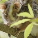 Ringtail possum (Pseudocheirus peregrinus) and juvenile