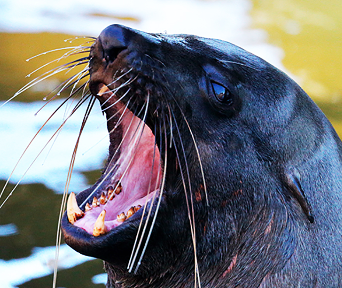 A seal may look like it is yawning but is actually baring its teeth as a warning sign.