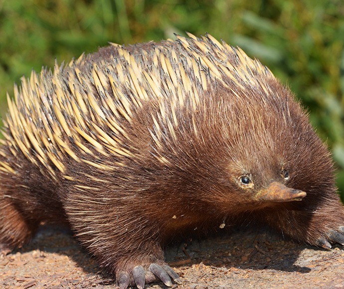 Taxidermy short-beaked echidna (Tachyglossus aculeatus) on display at Royal National Park Visitor Information Centre